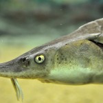 チョウザメは歯が1本もないから、噛みつかれてもまったく問題なし