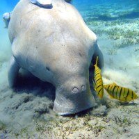 x11081601.jpg.pagespeed.ic.5-