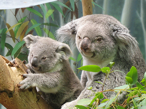 コアラ赤ちゃんの離乳食はお母さんのフン 動物おもしろ雑学集