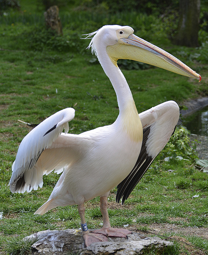 ペリカン