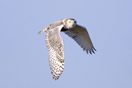 シロフクロウのメスは白くない | 動物おもしろ雑学集