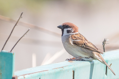 全鳥類のうち、半分以上の約6200種がスズメ目に属している | 動物