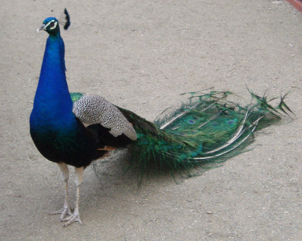  Peacock