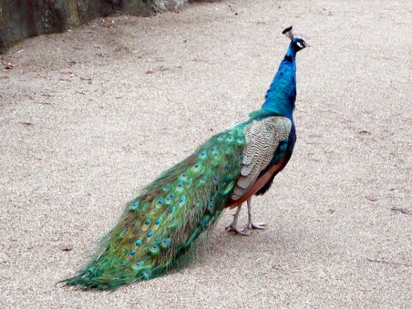 Peacock