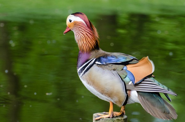 夏になるとオシドリのオスは地味な羽色になる。オシドリがオシドリ