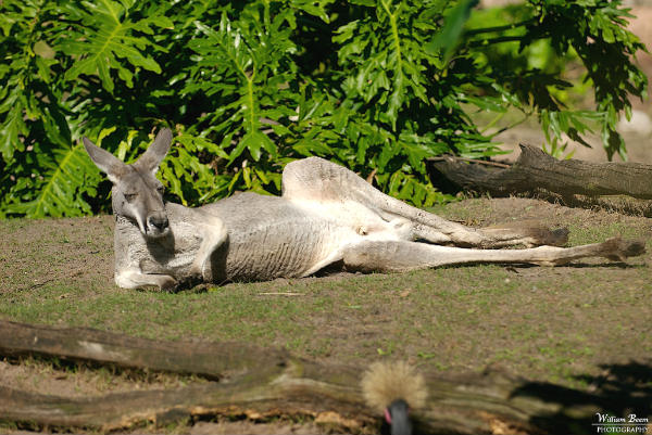 Kangaroo Porn