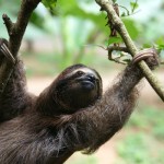 ナマケモノは超小食すぎて風から栄養をとっていると考えられていたことがある