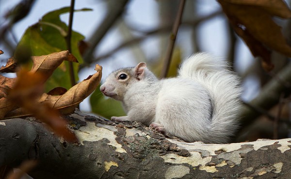 Leucistic White Squirrel - Worcester