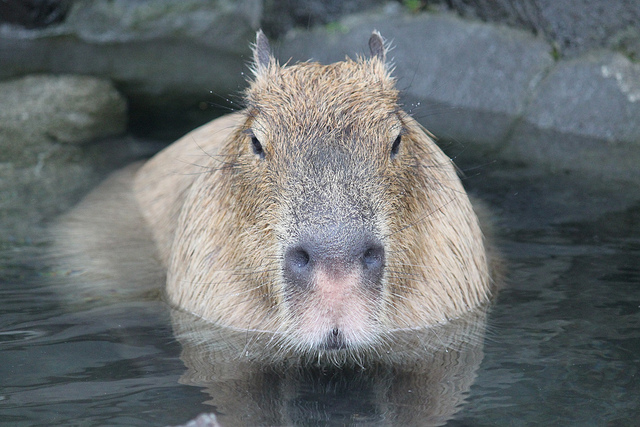 カピバラ Capybara