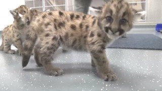 ピューマ 額装付 猫 ライオン チーター #1 x122603-320x180.jpg.pagespeed.