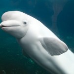 シロイルカに背びれがないのは氷にぶつからないようにするため