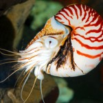 タコの8本、イカの10本なんのその。オウムガイの足は貫禄の90本