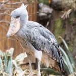 ハシビロコウが動かない理由は水面下の魚をじっとねらっているから