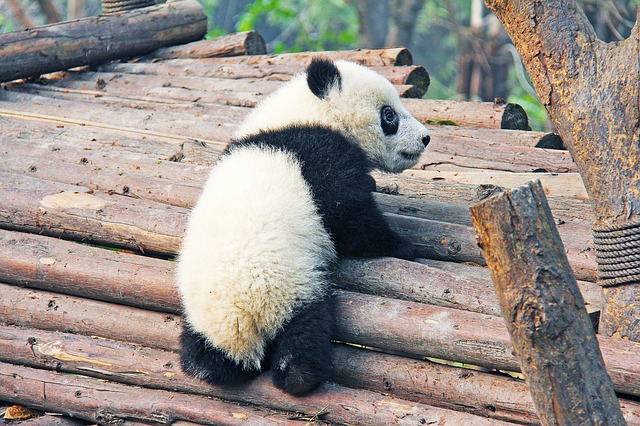 上野動物園の赤ちゃんパンダ誕生で経済効果は267億円