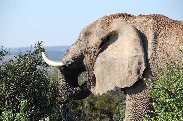 地上最大の動物はアフリカゾウ