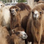 6月22日は世界ラクダの日