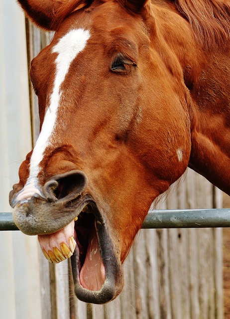 馬がイヒヒッと笑ってるのは、実は匂いをかいでいるだけ