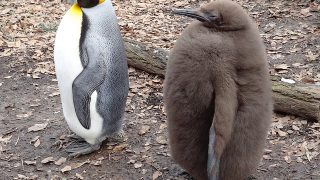 発見当初、カモノハシの標本は作り物と疑われ、縫い目を探すため