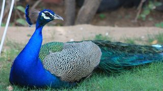 クジャク＝ピーコックは間違い!? 鳥の英語名の意外なトリビア | 動物